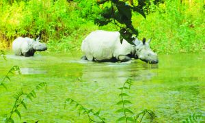 बर्दियामा बाघ जोगाउन आहाराको अवस्था बुझिँदै