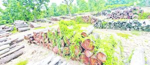 वनको आम्दानी बढ्यो, खर्चको पारदर्शितामाथि प्रश्न