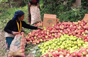 चिनियाँ स्याउको आपूर्तिमा अवरोध, चाडपर्वमा बजारको माग धान्न चुनौती